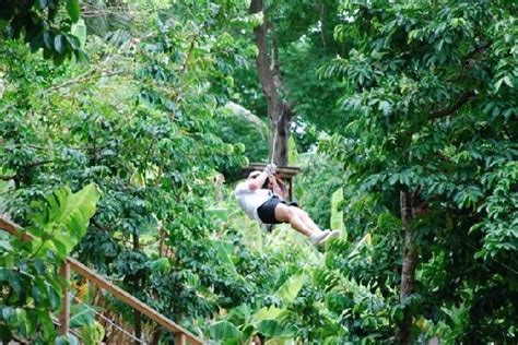 loterie farm st maarten|loterie farm treetop adventure tour.